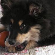 Finsk lapphund Freesia