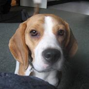 Beagle Hamann´s Carlo