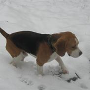 Beagle Hamann´s Carlo
