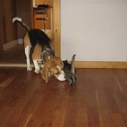 Beagle Hamann´s Carlo