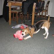 Beagle Hamann´s Carlo