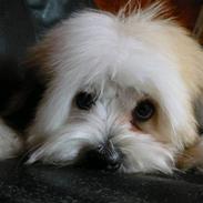 Coton de tulear Coton-land's Whinkie
