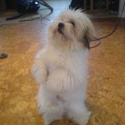 Coton de tulear Coton-land's Whinkie