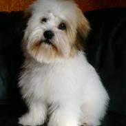 Coton de tulear Coton-land's Whinkie