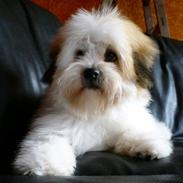 Coton de tulear Coton-land's Whinkie