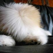 Coton de tulear Coton-land's Whinkie