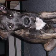 Irsk ulvehund Aran