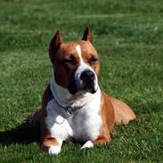 Amerikansk staffordshire terrier Alvarez´s Wild Fire, Nova