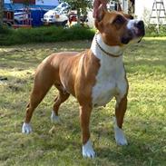 Amerikansk staffordshire terrier Alvarez´s Wild Fire, Nova