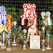 Amerikansk staffordshire terrier Alvarez´s Wild Fire, Nova