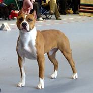 Amerikansk staffordshire terrier Alvarez´s Wild Fire, Nova