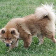 Eurasier Bella