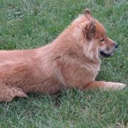 Eurasier Bella