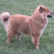 Eurasier Bella