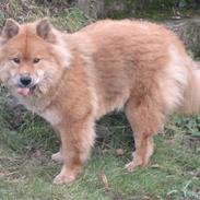 Eurasier Bella