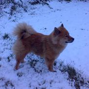 Eurasier Bella