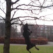 Amerikansk staffordshire terrier Coco