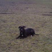 Amerikansk staffordshire terrier Coco