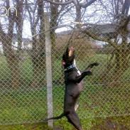 Amerikansk staffordshire terrier Coco