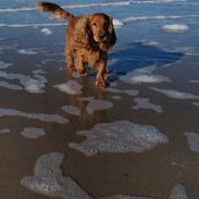 Cocker spaniel Basse