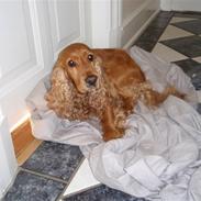 Cocker spaniel Basse