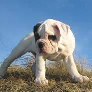 Amerikansk bulldog Kong Carnes Don Carlos