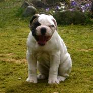 Amerikansk bulldog Kong Carnes Don Carlos