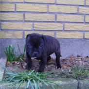 Staffordshire bull terrier zento