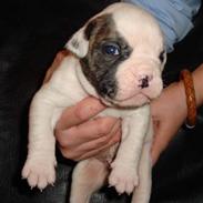 Amerikansk bulldog Kong Carnes Don Carlos