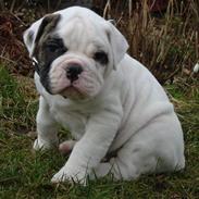 Amerikansk bulldog Kong Carnes Don Carlos