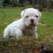 Amerikansk bulldog Kong Carnes Åse