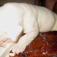 Amerikansk bulldog Kong Carnes Åse