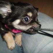 Chihuahua Chilli