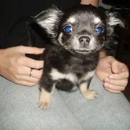 Chihuahua Chilli