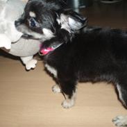 Chihuahua Chilli