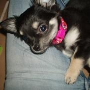 Chihuahua Chilli
