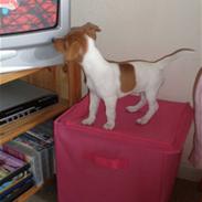 Jack russell terrier Dior