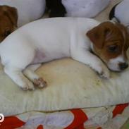Jack russell terrier Dior