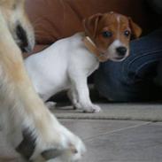 Jack russell terrier Dior