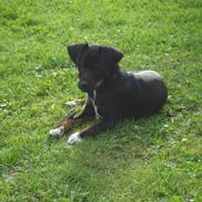 Blanding af racer dansksvensk,gravhund Iber