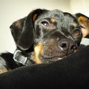 Blanding af racer dansksvensk,gravhund Iber