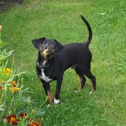 Blanding af racer dansksvensk,gravhund Iber