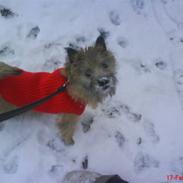 Cairn terrier Molly