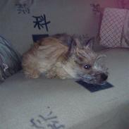 Cairn terrier Molly