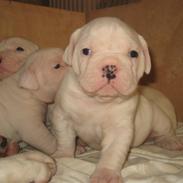 Amerikansk bulldog Kong Carnes Åse