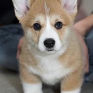 Welsh corgi pembroke Louie