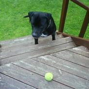 Blanding af racer Dexter