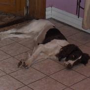 Field Trial spaniel Freja
