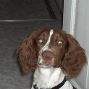 Field Trial spaniel Freja