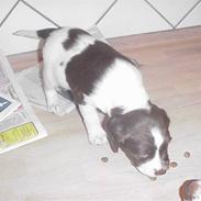 Field Trial spaniel Freja